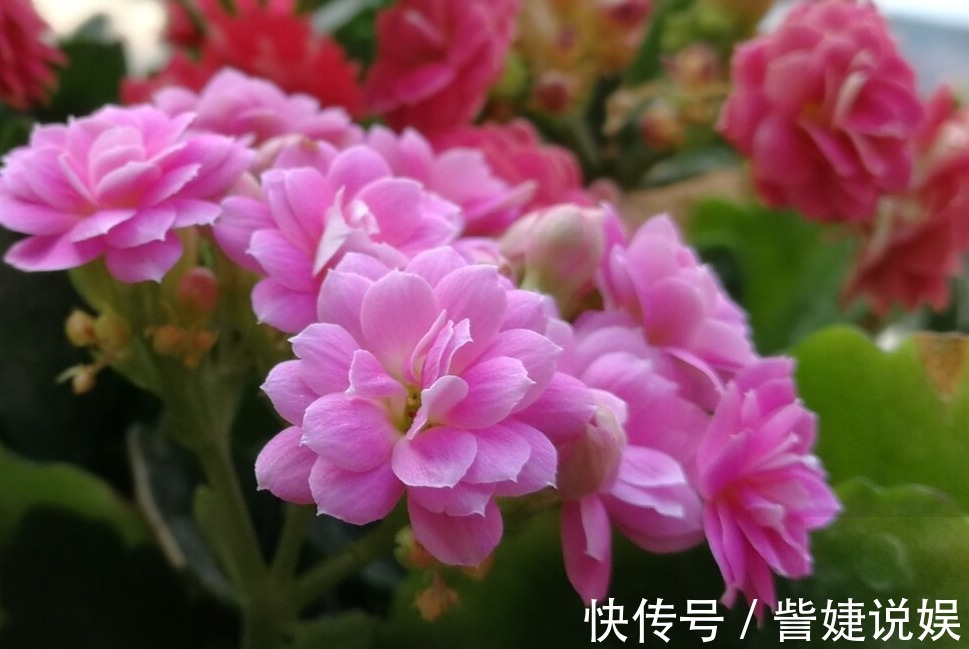 浇水|家有长寿花,心情愉悦,长寿花这么养四季开花
