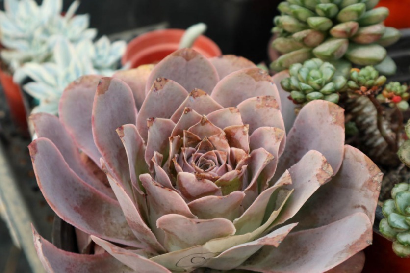 多肉植物|多肉别再扦插了，用这方法简单又高效，一盆变多盆！