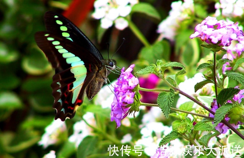 十二生肖|胖就等于有福的四个生肖女，从不在意别人的眼光，反而很有魅力