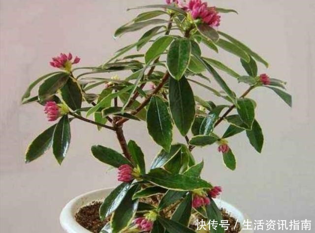 养金边瑞香,给它施上1种肥,开花多,花香浓!