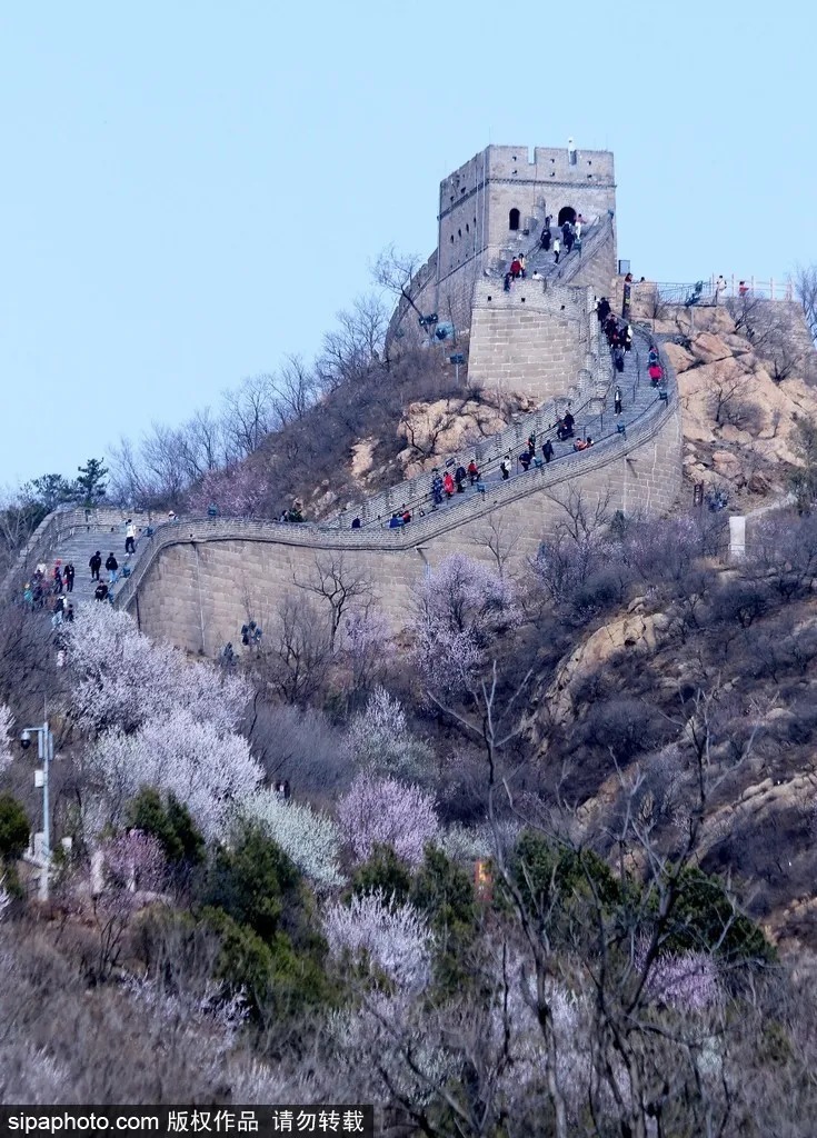 清明去哪玩？八达岭长城假日提前开园，登高揽胜赏春花攻略拿好！