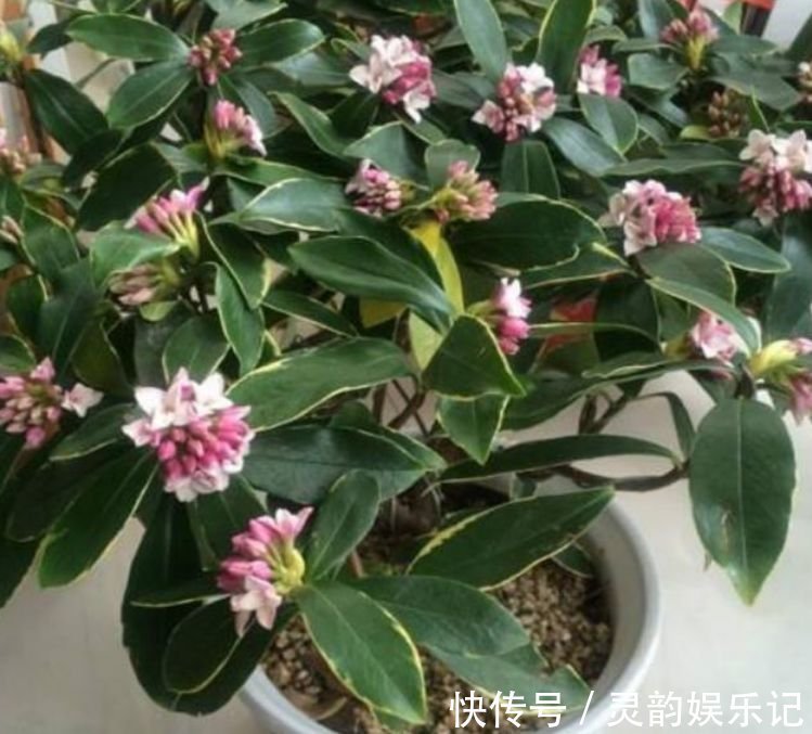 瑞香瑞香|4种花漂亮又好养，比牡丹好看，沾土就活，给点水就开花不断