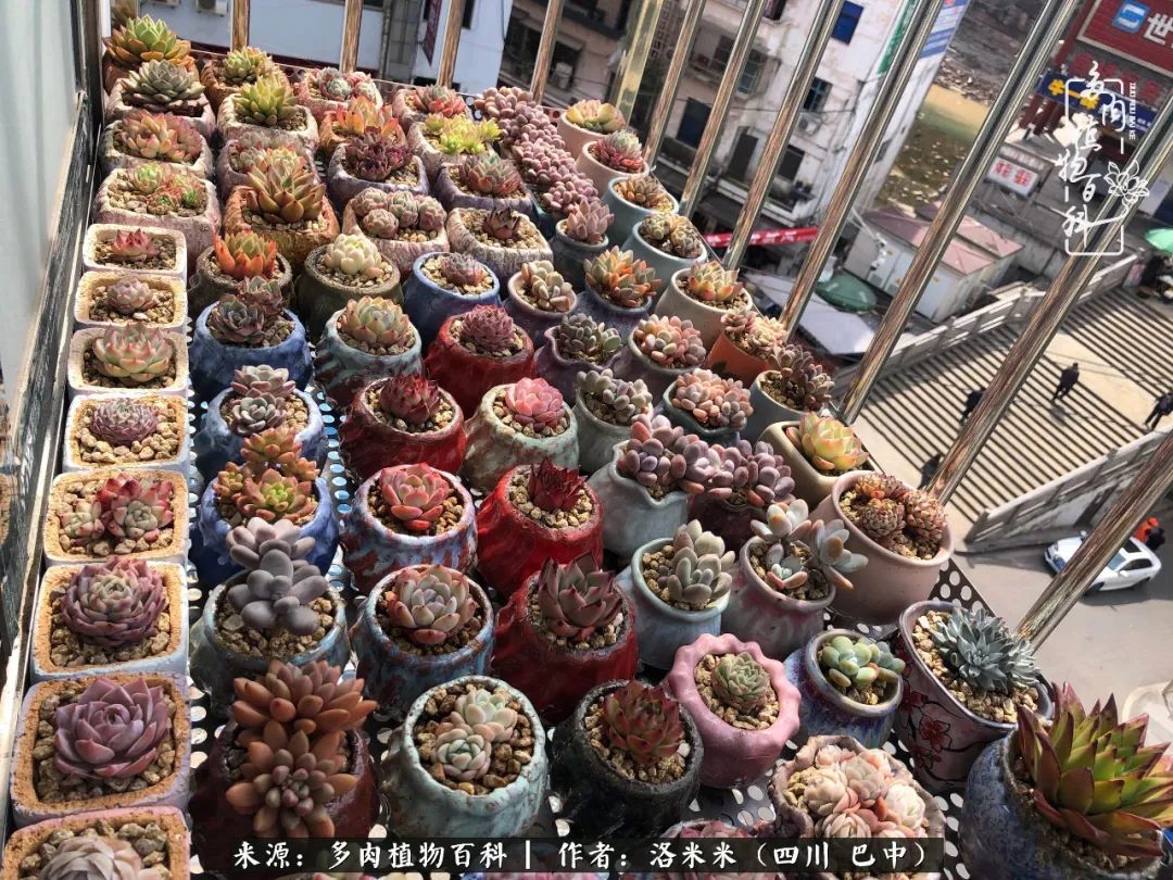 时间是多肉最好的滤镜！附个人养护经验！