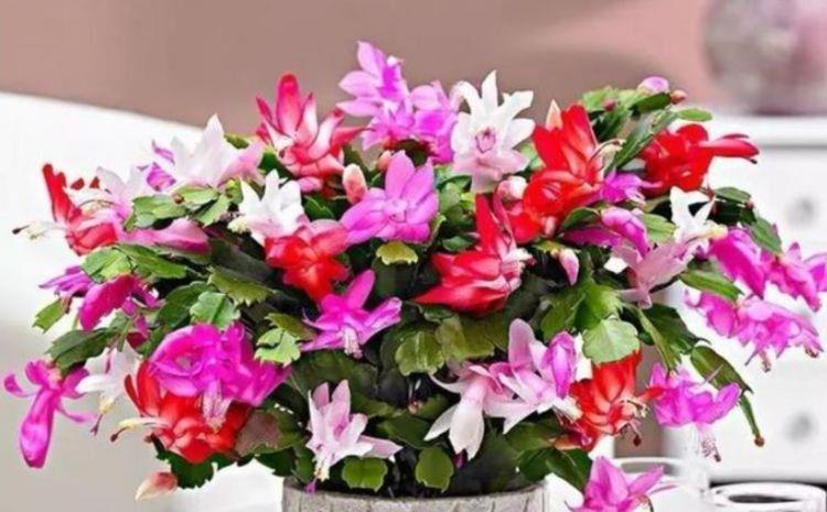 4种花好养易打理,花色柔美爱开花,烂漫迷人美爆了