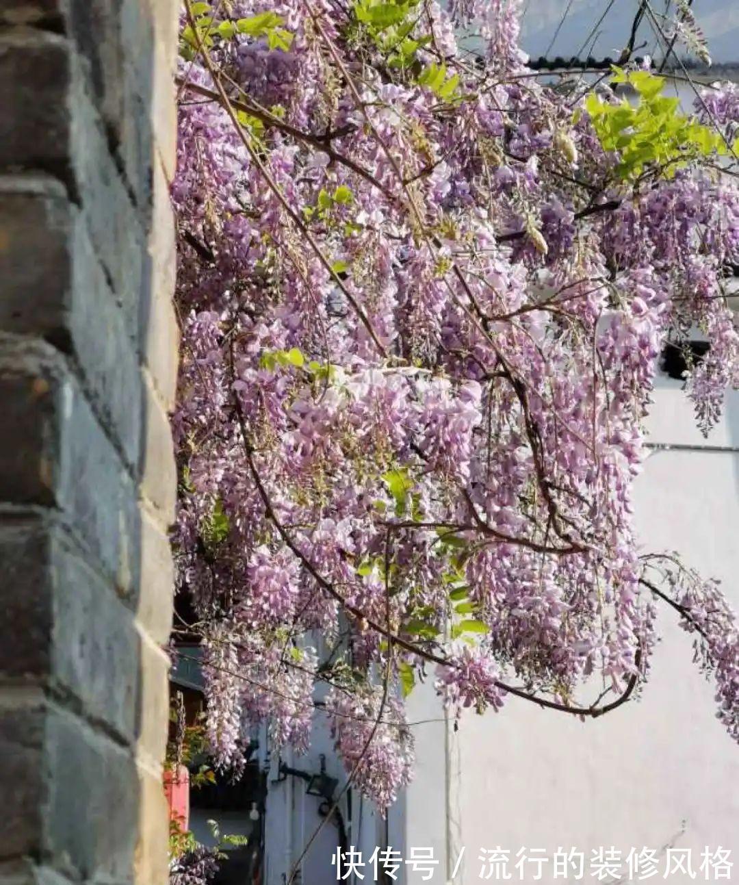 这花就要养老桩，年年开花，越老越值钱