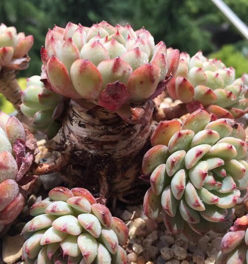 捷径|养多肉老桩没有捷径,踏踏实实才能长出状态,撸叶子只是表面功夫