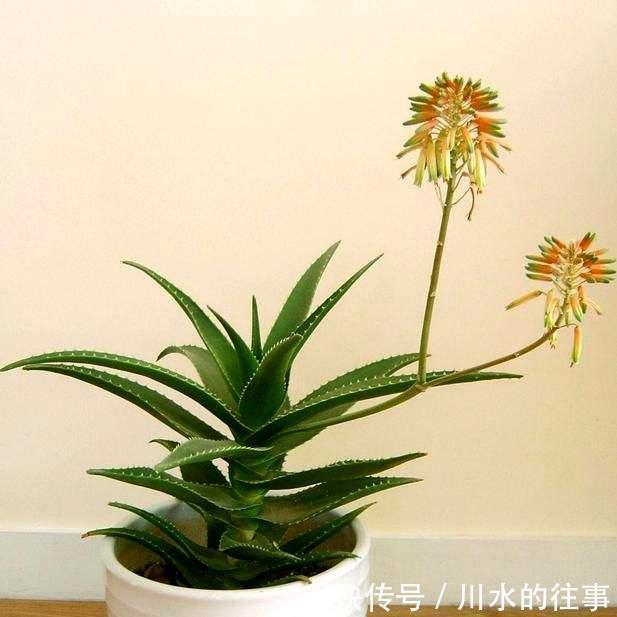 叶子|养芦荟有窍门,一次长芽20个,叶子绿又多,年年开花太美了