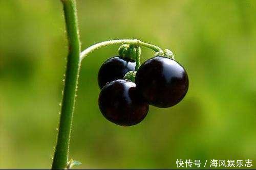 農村人稱為“老鴨眼睛”的一味中藥,可以用來調理腎炎水腫!