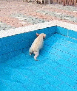 |搞笑GIF:逗什么都行可千万别逗猴子,不然这就是下场