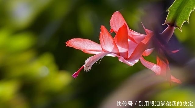 养好蟹爪兰,就看4月份,现在施肥换好盆,秋天睡醒就能赏花!