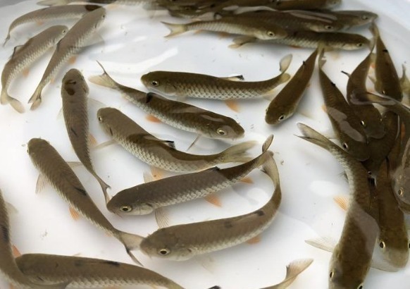 常被年轻人误认成草鱼,殊不知是“淡水之王”,运气好才能钓到