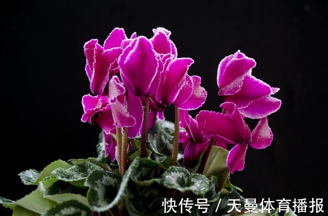 金桔|家里要养4种花，开花吉祥喜庆，家里养一盆，招财又纳福