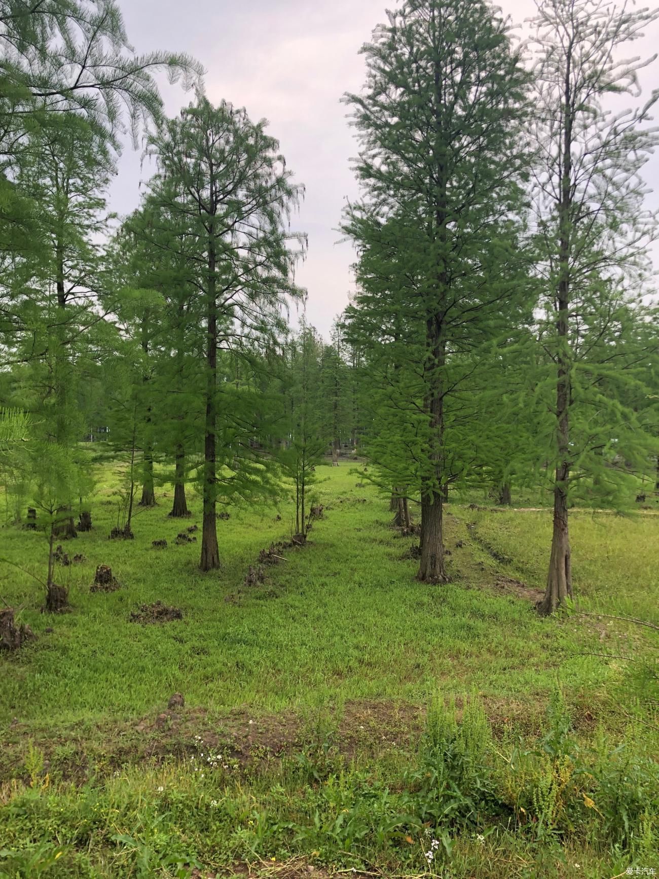 山水田林间赏美景 摘桑葚