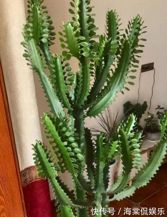 植物|家养这些植物,一月浇一次长得旺,叶子油绿开花多!