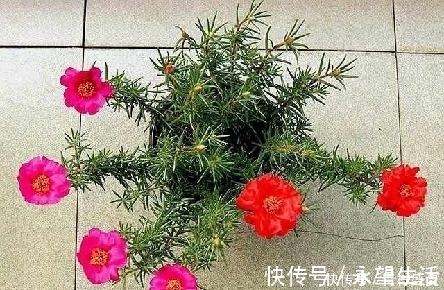 3种花很贵,买不起就不用买,扦插一根枝条,就能开花大半年!