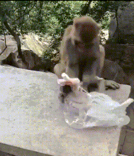 |搞笑GIF段子:头发就是这么梳没的,你确定还要梳下去?