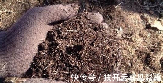 干松针|搜集的干松针,养花该怎么处理,如何用?