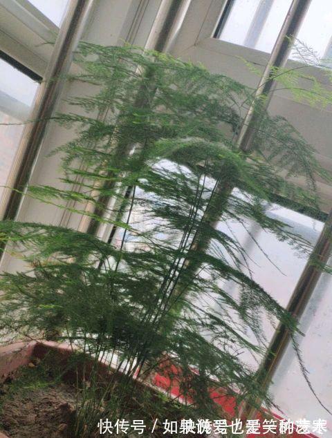 文竹|虎皮兰文竹养不好,撒一把粉末,半年不施肥也会蹭蹭长