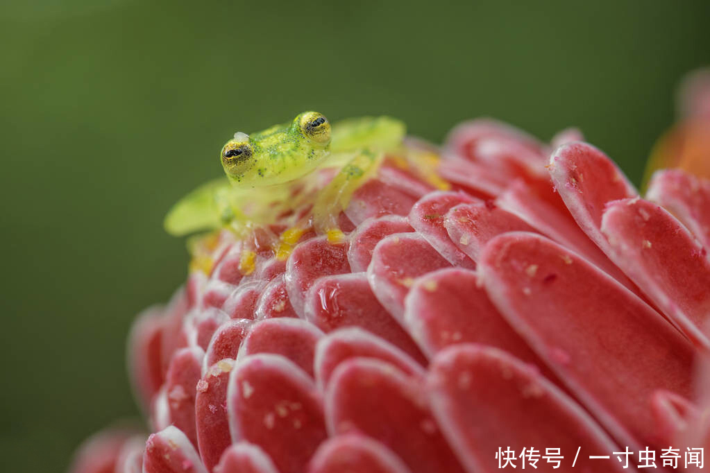  五脏六腑|精雕玉琢知汝心，五脏六腑能一览无余的玻璃蛙，却是动物界好父母