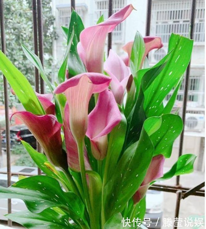 从5月23日开始,家养此款花卉,简单易成活,而且纯洁美