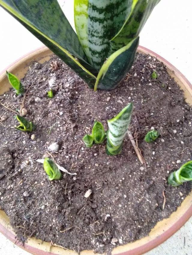 虎皮兰不爱长“小芽”教你一招,小芽出不停,花纹更艳丽