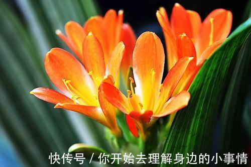 秋天养君子兰,了解掌握4个要点,越长越好,叶绿花美