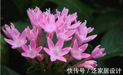 蝴蝶兰|农历7月1日开始，养花养个耐看的，花色艳丽，花开芳香四溢
