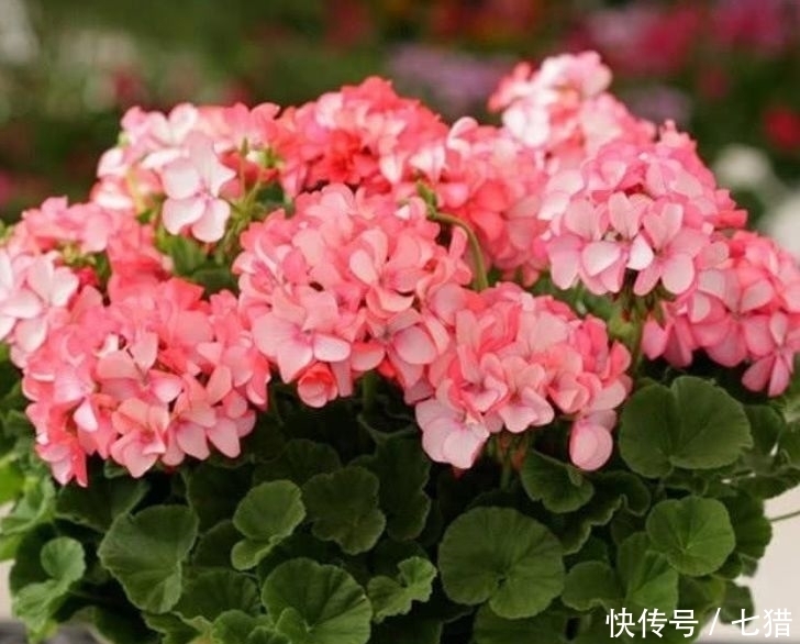 几款花卉号称开花机器,开花一茬接一茬,再不担心没花赏