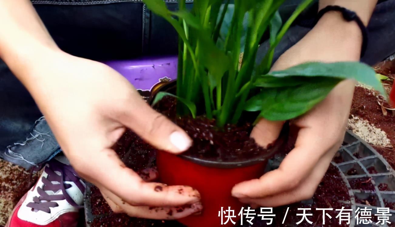 浇水|新买花卉有“5大忌”,买到以后别盲目,掌握技巧才能把它养好