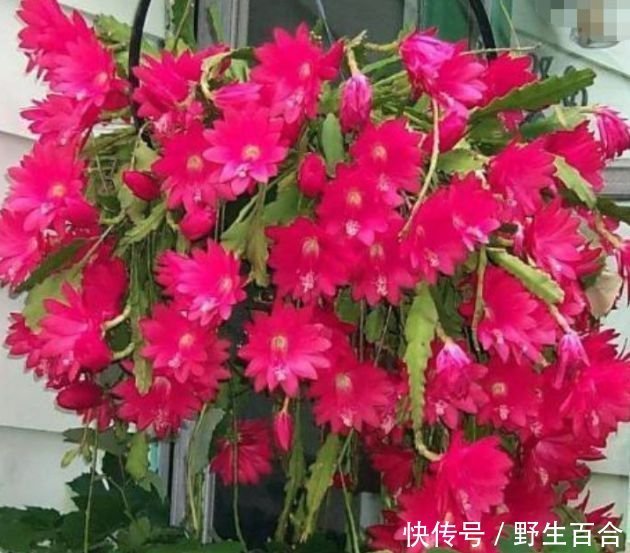 懒人最爱养的花,半月不浇水照样爆盆,花苞爬满枝头,绚丽多彩