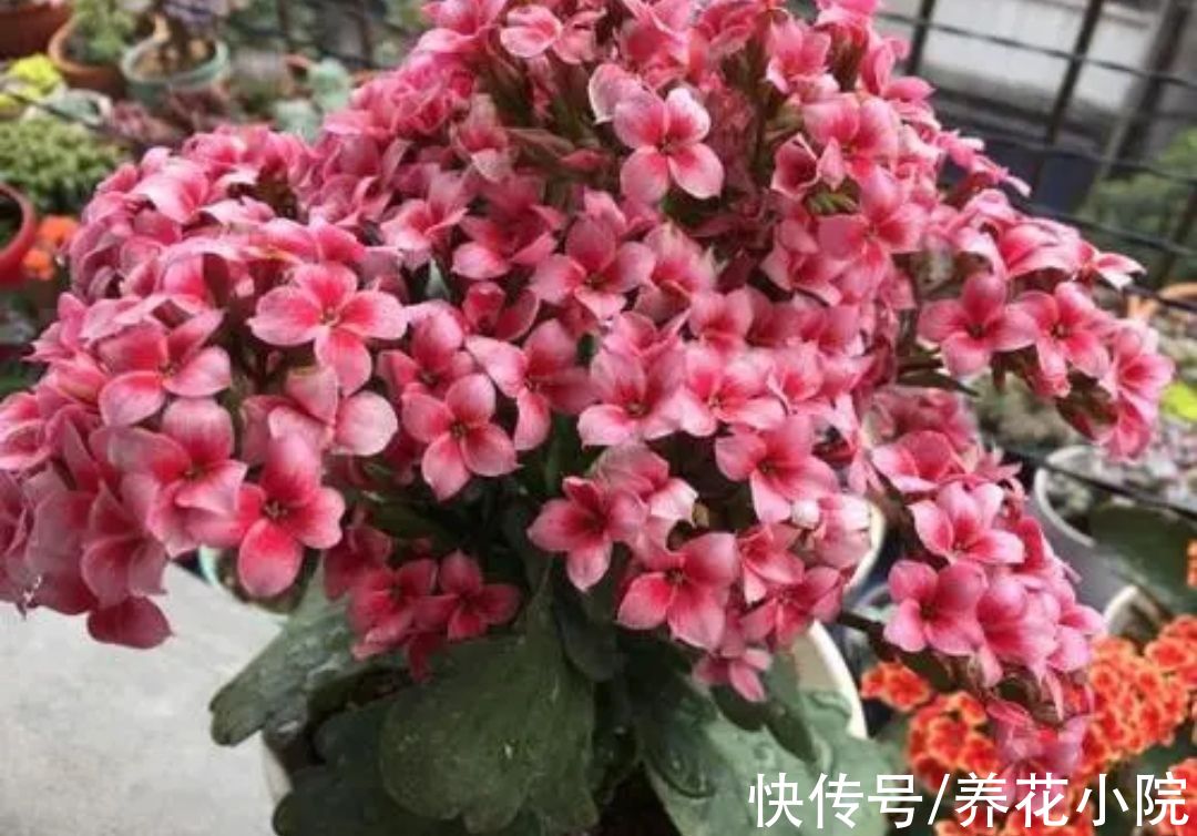 大花团|养长寿花，补上1种“促花肥”，花期开出成大花球