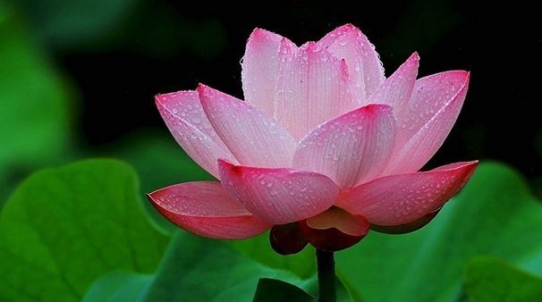 有福气|有福之人必有天相,真正有福气的人,身上都有这四个征兆