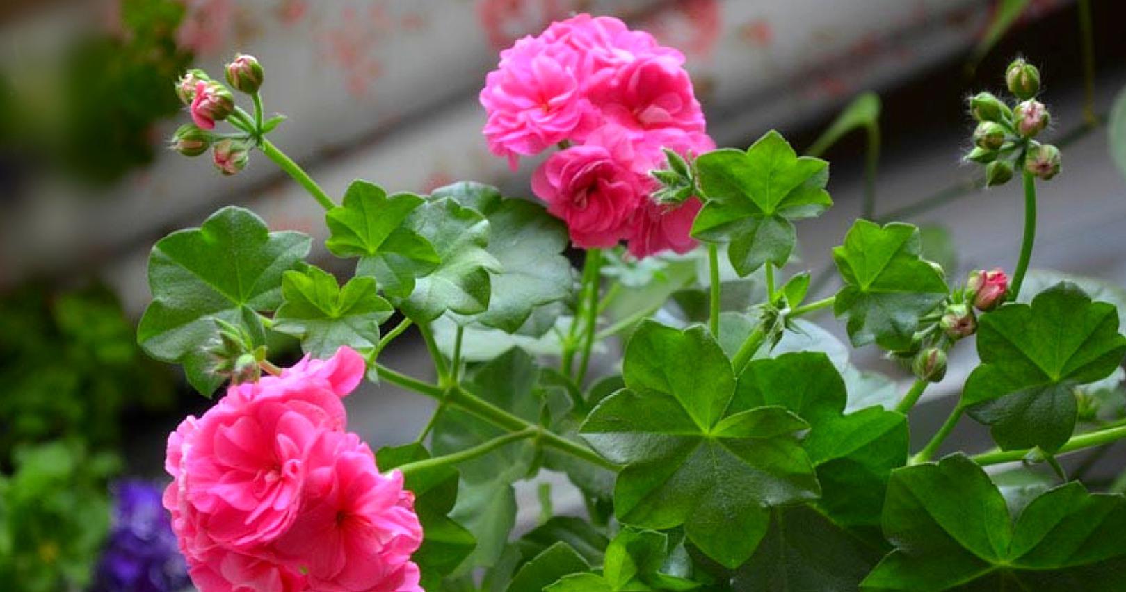 蟹爪兰|八月适合入手“6种花”，好养又漂亮，天气转凉更利于开花