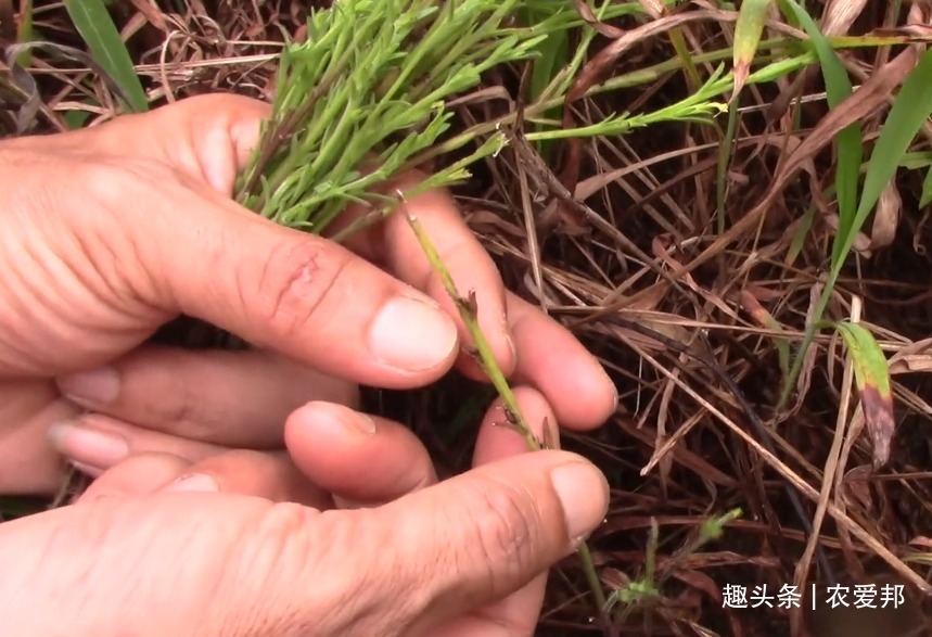 价值|这种野草既然这么贵，是不是长得很特别你知道它的价值吗