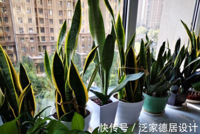 根系|想让虎皮兰爆崽,避开“这三怕”,次月咕噜冒芽穗,还能开小黄花