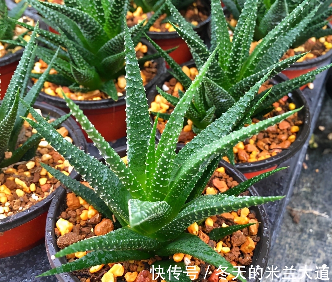 养多肉不想养普货,可以试着养这些品种,下文有介绍,看一看