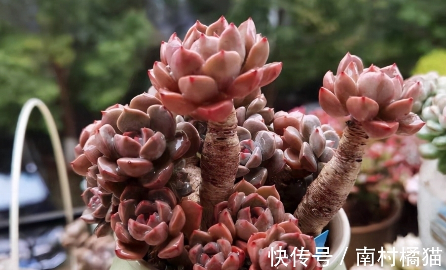 叶片|多肉植物红粉佳人养护指南:抓住4点要求,上色出状态易