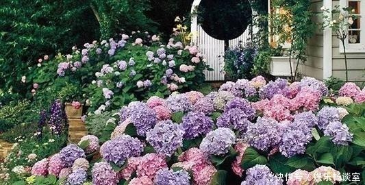 邻居|有个小院子,定要种上5种花,轻松开出花海,邻居看了羡慕!