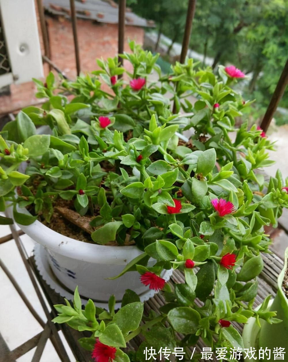 适合10月扦插的“5种花”，喜欢不要花钱买，几根枝条就能插一盆