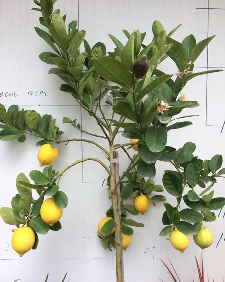 适合在卧室栽种的植株有哪些？好看还助眠，太棒了