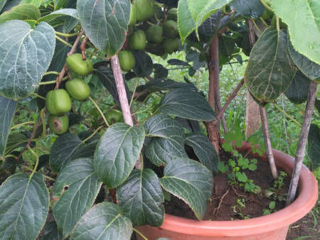 植株|阳台再小,也要养4种果树,植株矮小,结果颇多,还能当盆栽欣赏