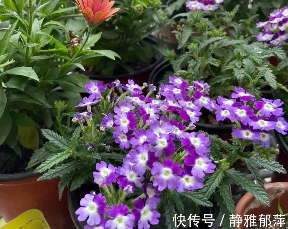 松叶牡丹|集美貌与好养于一身的“3种花”，不怕高温暴晒，三天两头开花