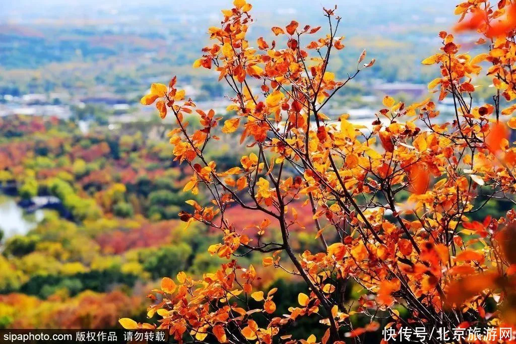 今日寒露 | 登高赏叶，望尽京城金秋好景