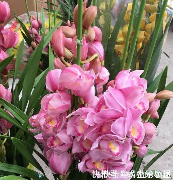 长春花|4种花养了就爆盆,好养易活开花漂亮,浇水就疯长,爆盆很容易