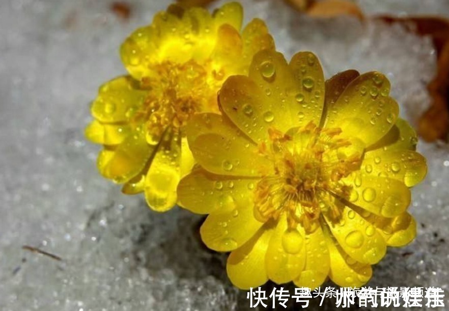 中国“最坚韧”的花在东北！从冰上长出来还能让人长寿！