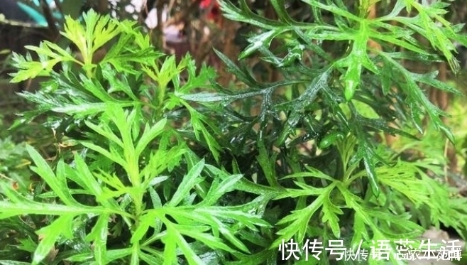 药用价值|乡下一种植物,药用价值极高,是一种珍贵药材,遇见请珍惜