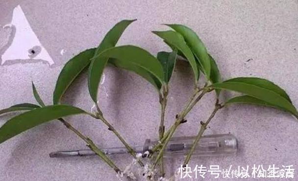 各种窍门制作“生根水”，不花钱的生根水只有1种，别盲目使用