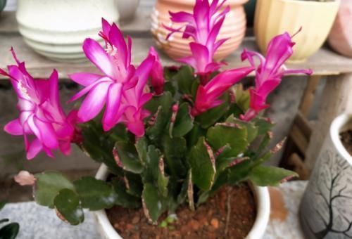 鸡蛋壳|拿到蛋壳别急着养花,按“这要求”处理,给植物施肥才不出问题