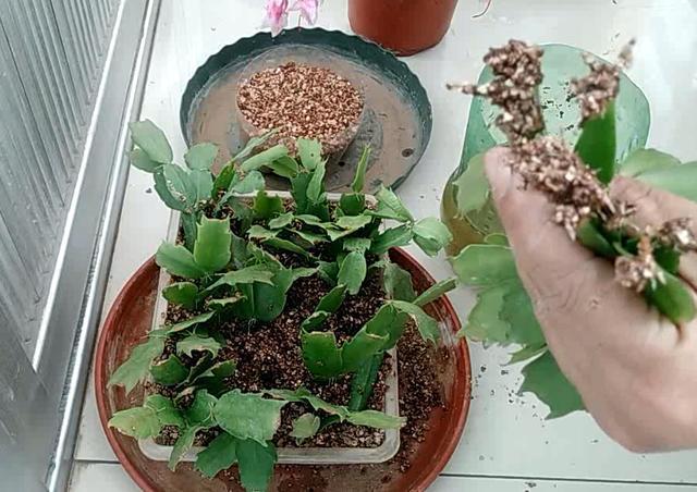 蟹爪兰不用买,剪片叶子,插“石头粒”中,7天生根插一盆旺一盆