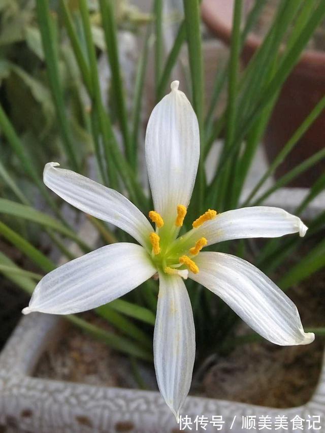 空气|俗话说人养花,花养人,这5种花放在家里好处多,全家老少更健康